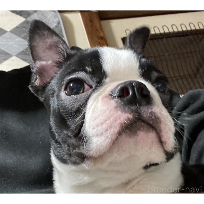 販売中の岡山県のボストンテリア-420781の2枚目