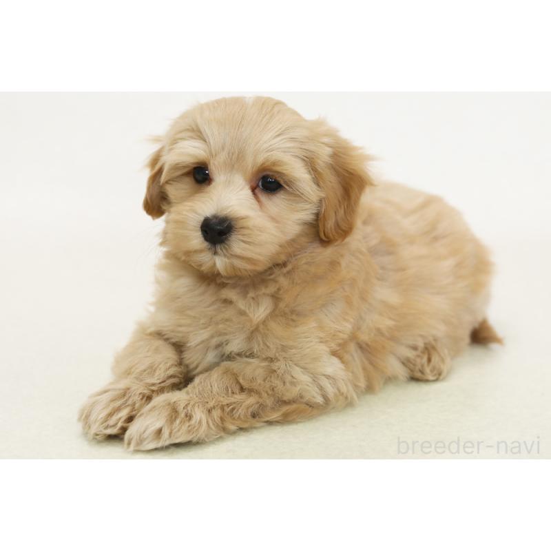 販売中の神奈川県のマルプー:マルチーズ×トイプードル-436552