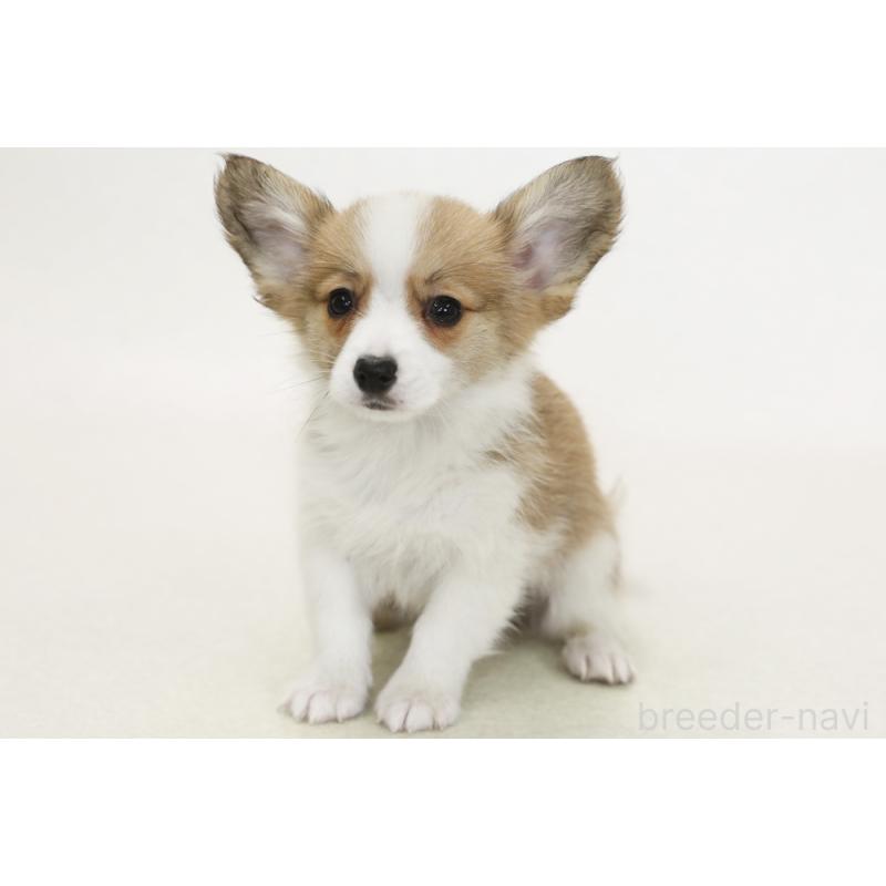 販売中の神奈川県のパピコー:パピヨン×コーギー-441447