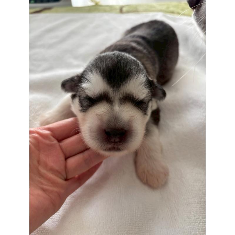 販売中の奈良県のアラスカンマラミュート-447033の6枚目