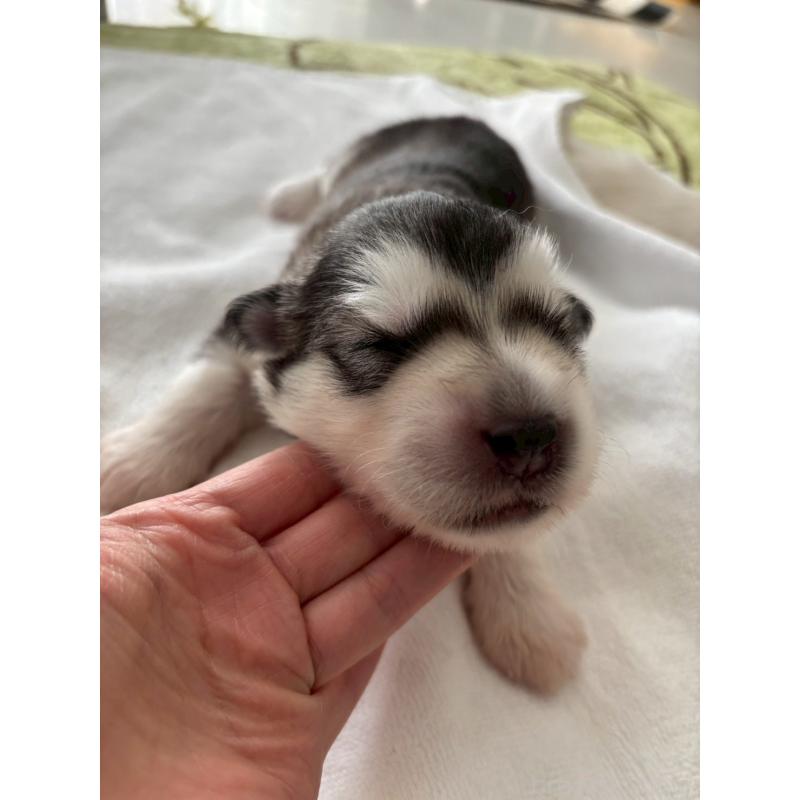 販売中の奈良県のアラスカンマラミュート-447033の4枚目