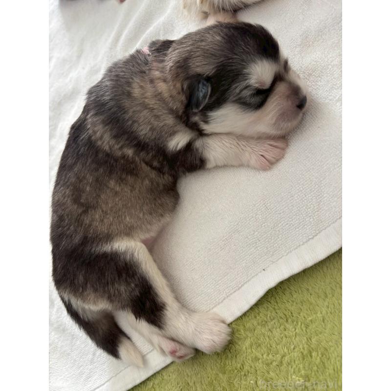 販売中の奈良県のアラスカンマラミュート-447033の3枚目