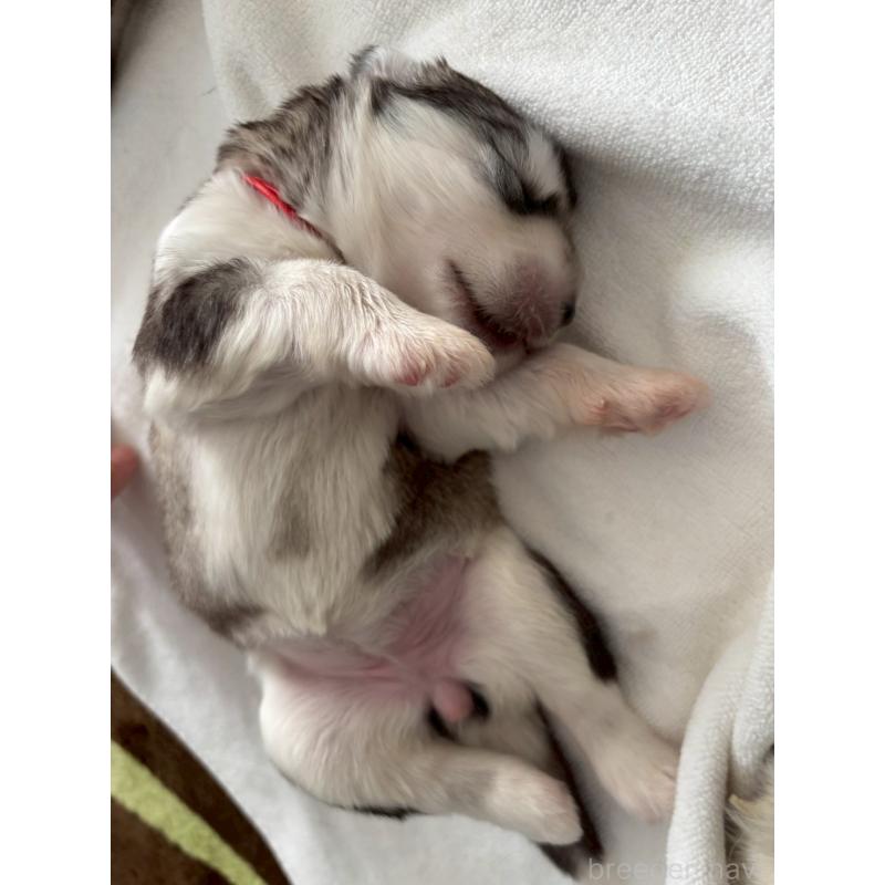 販売中の奈良県のアラスカンマラミュート-447033の2枚目