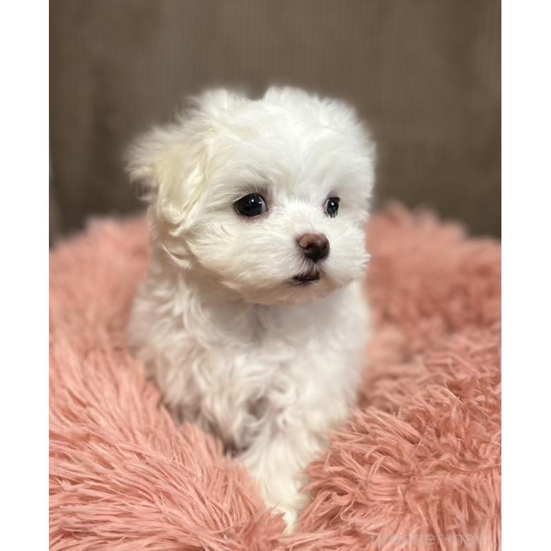 商談中の岩手県のマルチーズ-440071の5枚目