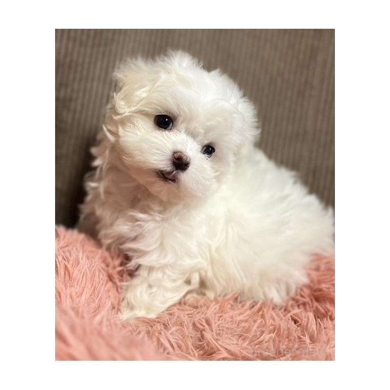 商談中の岩手県のマルチーズ-440071の4枚目