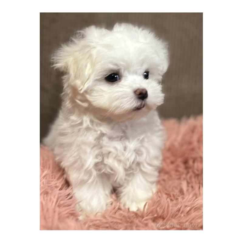 商談中の岩手県のマルチーズ-440071の3枚目