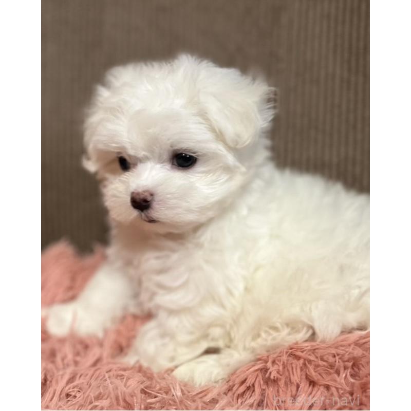 商談中の岩手県のマルチーズ-440071の2枚目