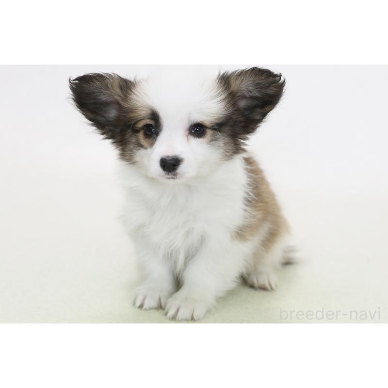 販売中の神奈川県のパピコー:パピヨン×コーギー-441449