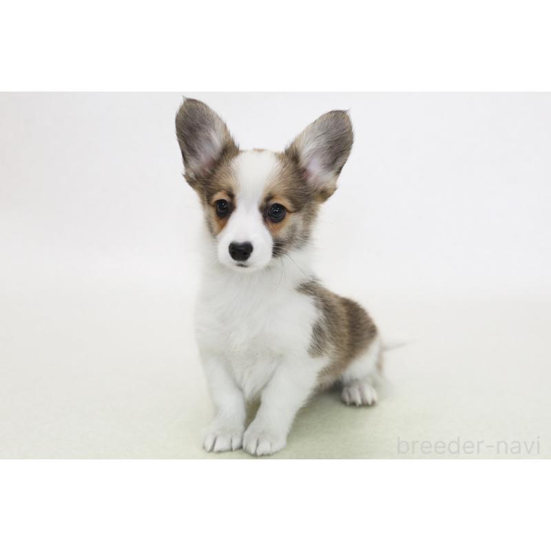 販売中の神奈川県のパピコー:パピヨン×コーギー-441450