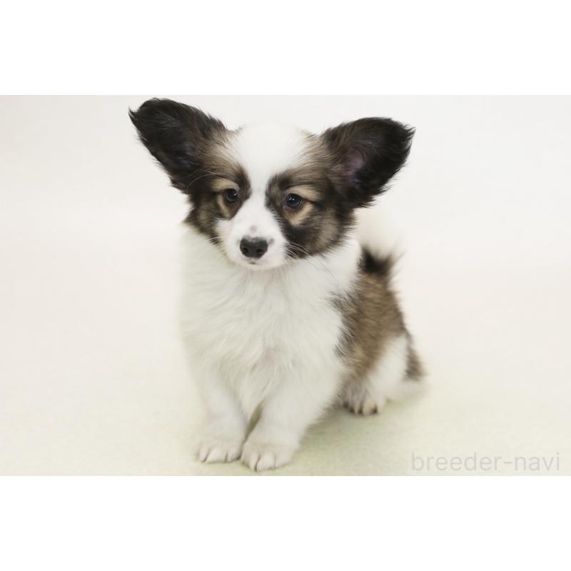 販売中の神奈川県のパピコー:パピヨン×コーギー-441451