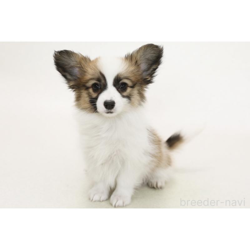 販売中の神奈川県のパピコー:パピヨン×コーギー-441452