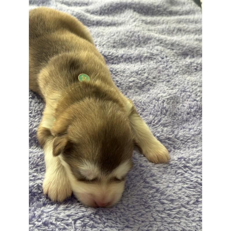 販売中の奈良県のアラスカンマラミュート-447034の6枚目