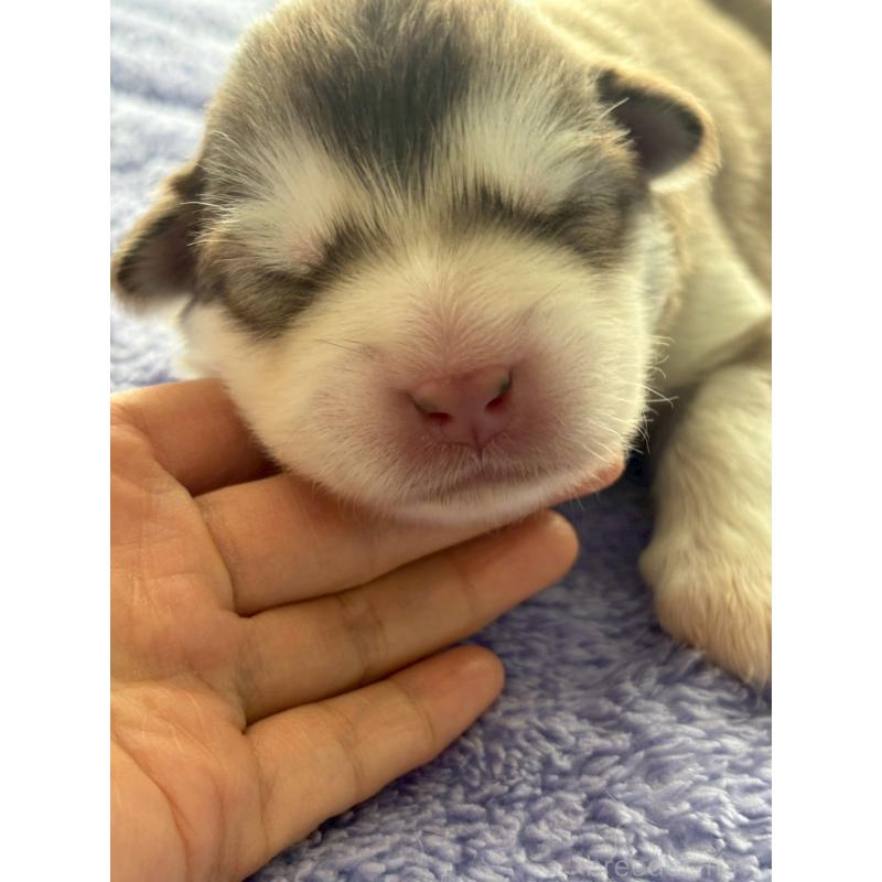 販売中の奈良県のアラスカンマラミュート-447034の5枚目