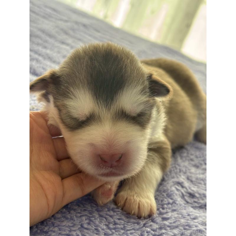 販売中の奈良県のアラスカンマラミュート-447034の4枚目