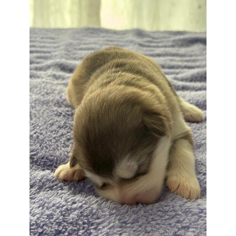 販売中の奈良県のアラスカンマラミュート-447034の2枚目