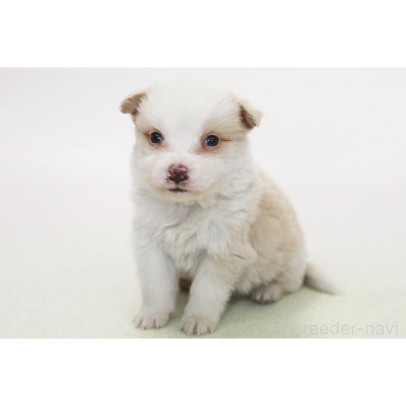 販売中の神奈川県のボーダーコリー-445265