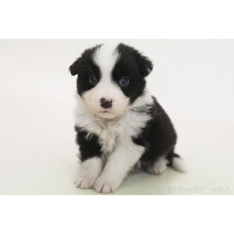 販売中の神奈川県のボーダーコリー-446339