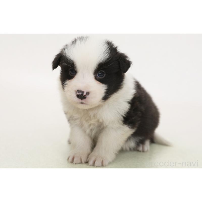 販売中の神奈川県のボーダーコリー-446035