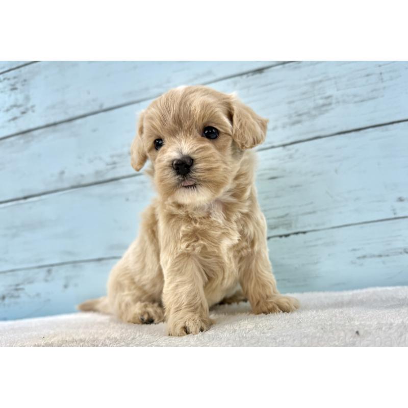 販売中の千葉県のマルプー:マルチーズ×トイプードル-447037の12枚目