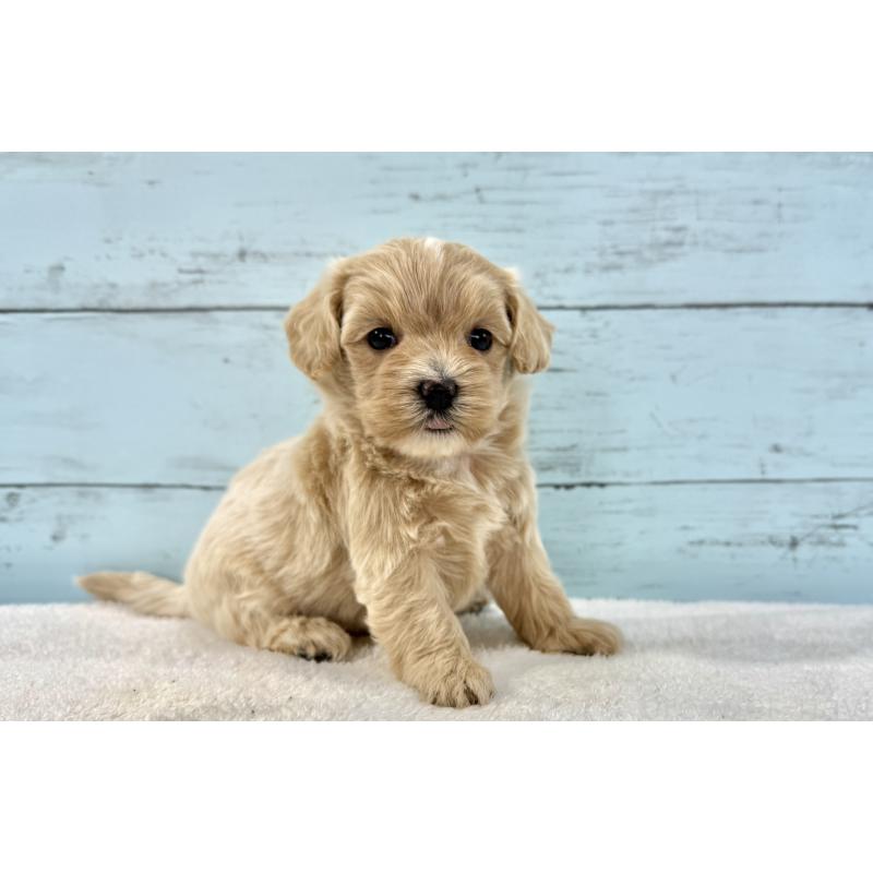 販売中の千葉県のマルプー:マルチーズ×トイプードル-447037の11枚目