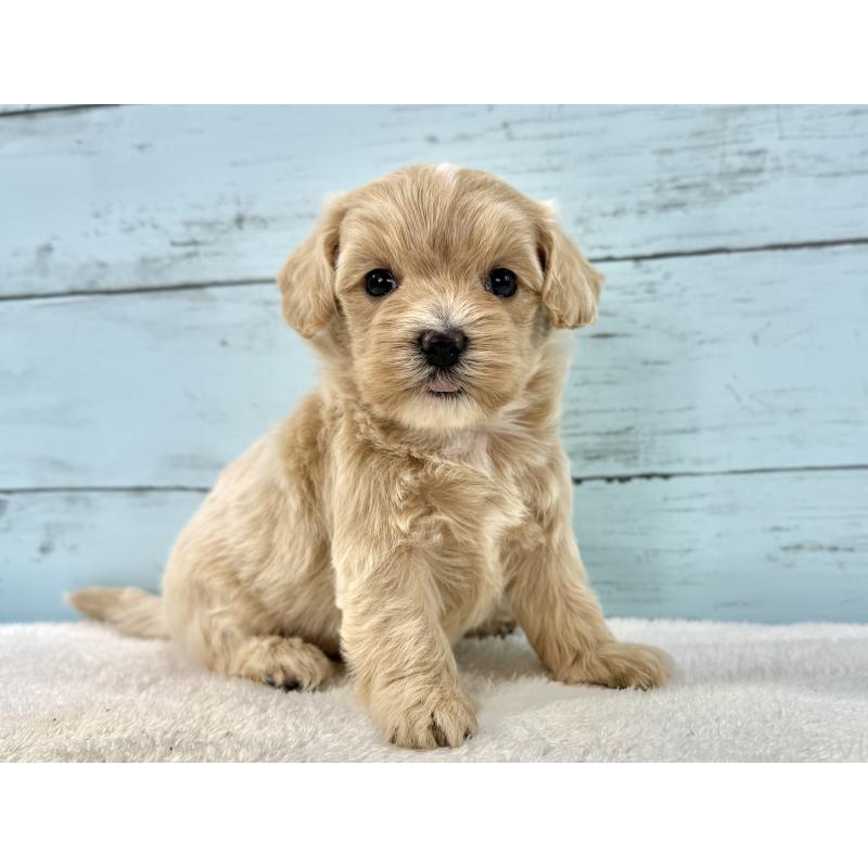 販売中の千葉県のマルプー:マルチーズ×トイプードル-447037の10枚目