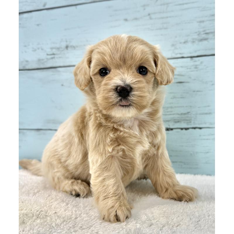 販売中の千葉県のマルプー:マルチーズ×トイプードル-447037の9枚目