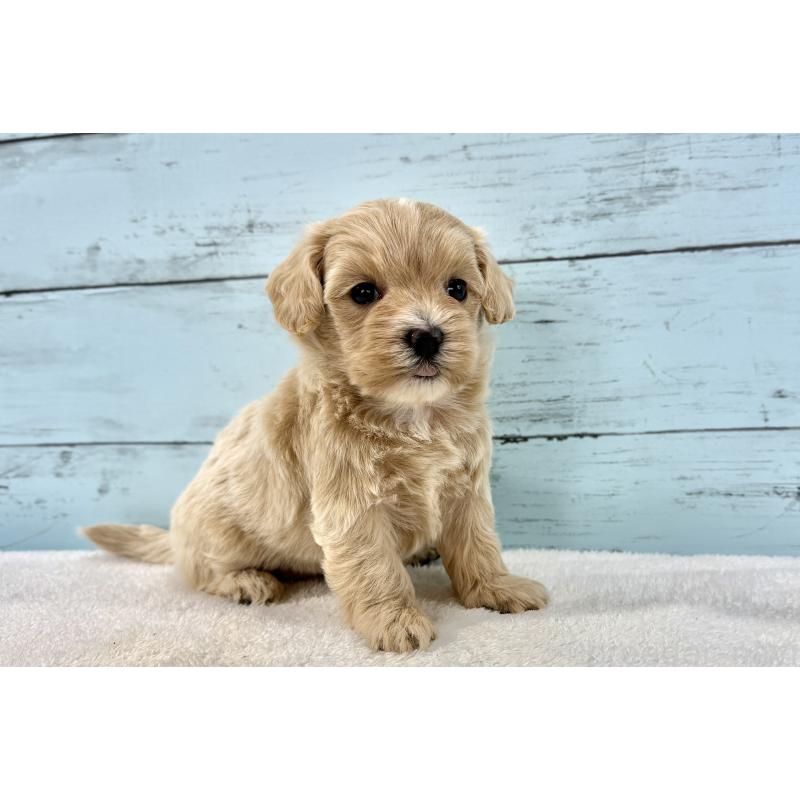 販売中の千葉県のマルプー:マルチーズ×トイプードル-447037の8枚目