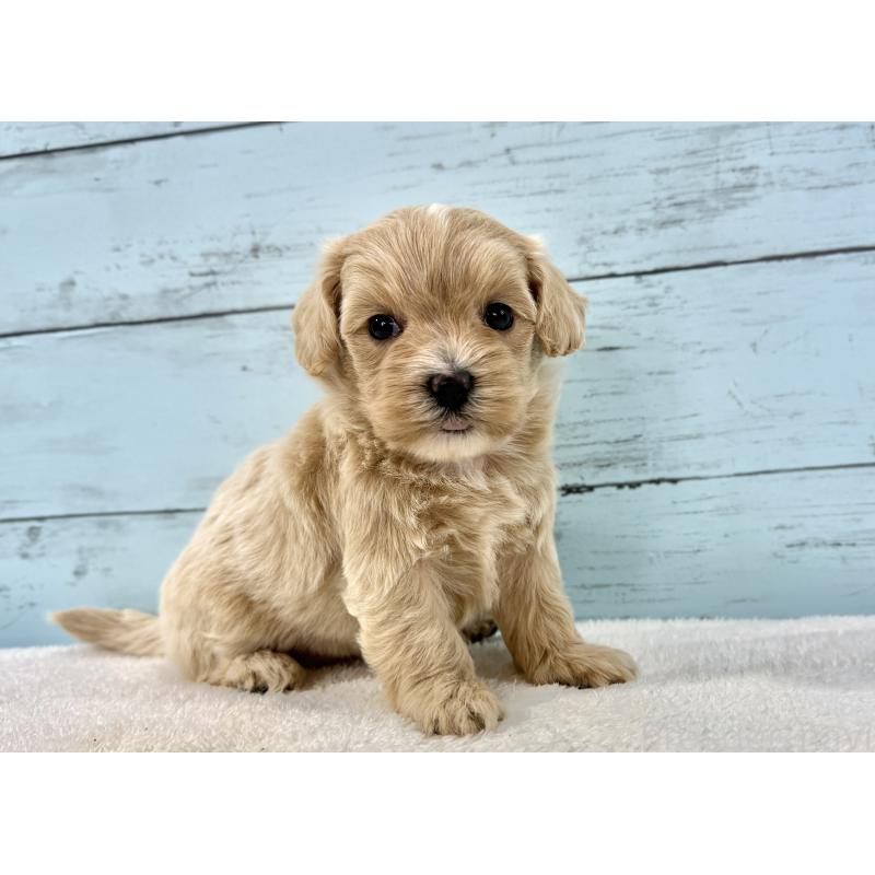 販売中の千葉県のマルプー:マルチーズ×トイプードル-447037の7枚目