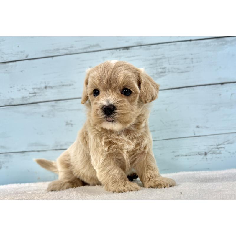 販売中の千葉県のマルプー:マルチーズ×トイプードル-447037の5枚目