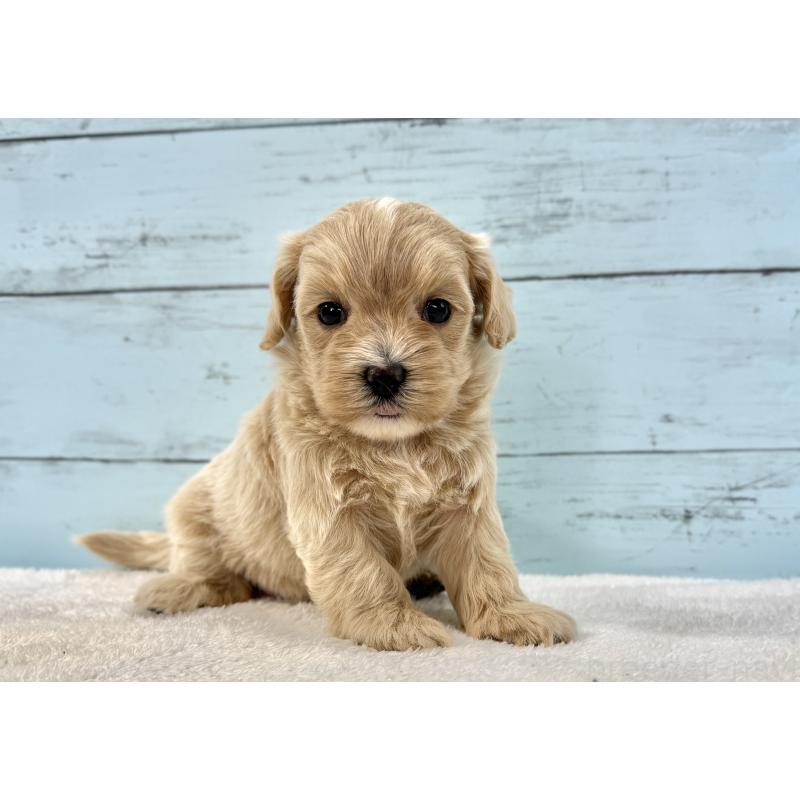 販売中の千葉県のマルプー:マルチーズ×トイプードル-447037の4枚目