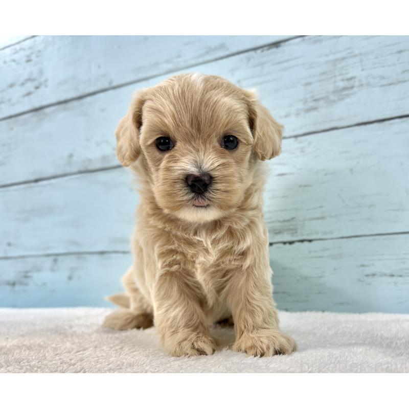 販売中の千葉県のマルプー:マルチーズ×トイプードル-447037の3枚目