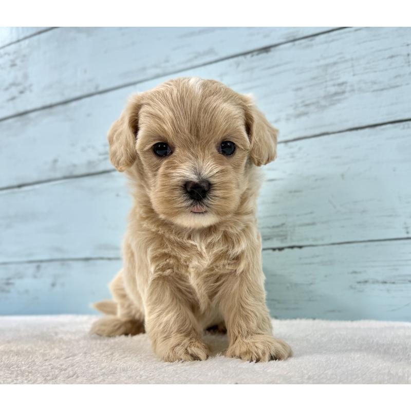 販売中の千葉県のマルプー:マルチーズ×トイプードル-447037の2枚目