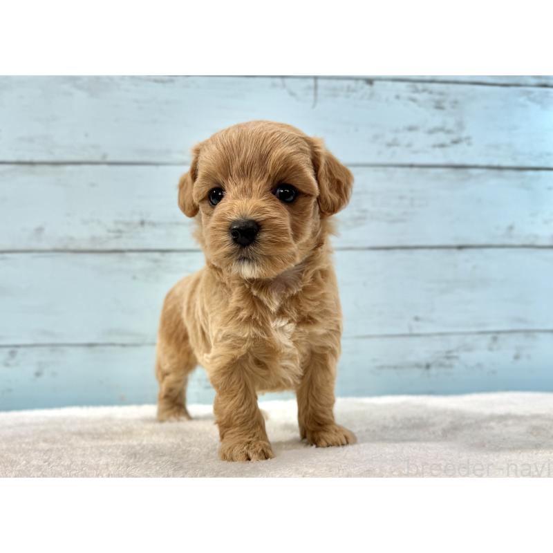 販売中の千葉県のマルプー:マルチーズ×トイプードル-447039の13枚目