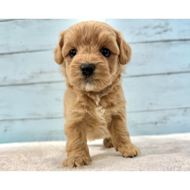 販売中の千葉県のマルプー:マルチーズ×トイプードル-447039の12枚目