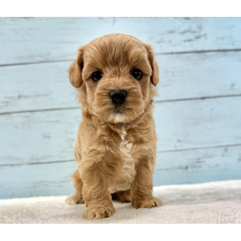 販売中の千葉県のマルプー:マルチーズ×トイプードル-447039の11枚目