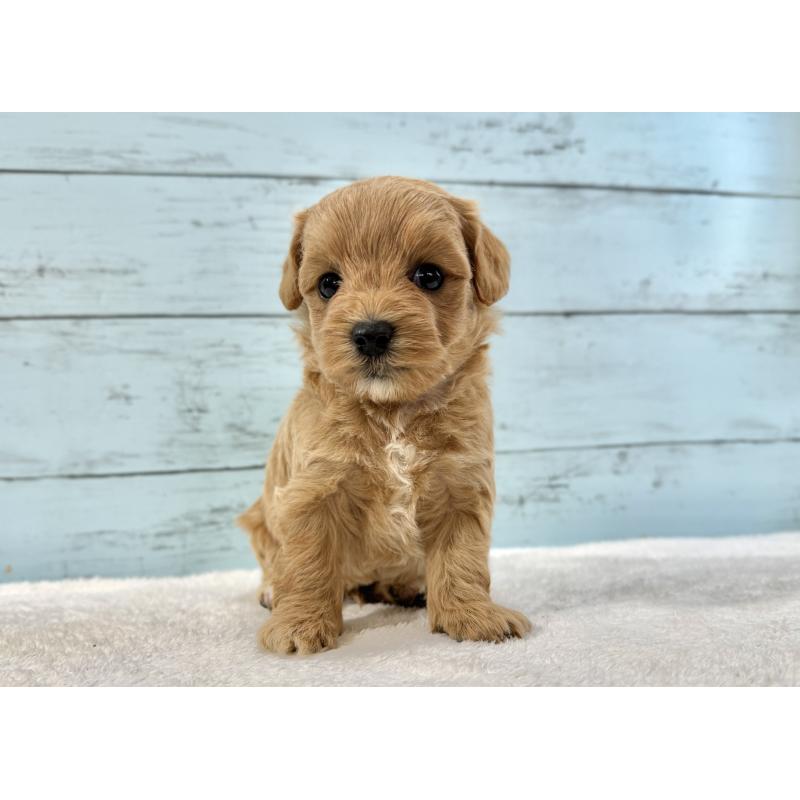 販売中の千葉県のマルプー:マルチーズ×トイプードル-447039の10枚目