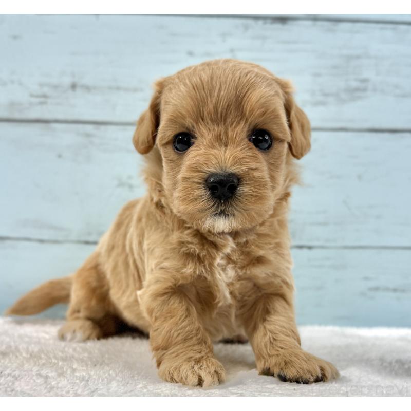 販売中の千葉県のマルプー:マルチーズ×トイプードル-447039の9枚目