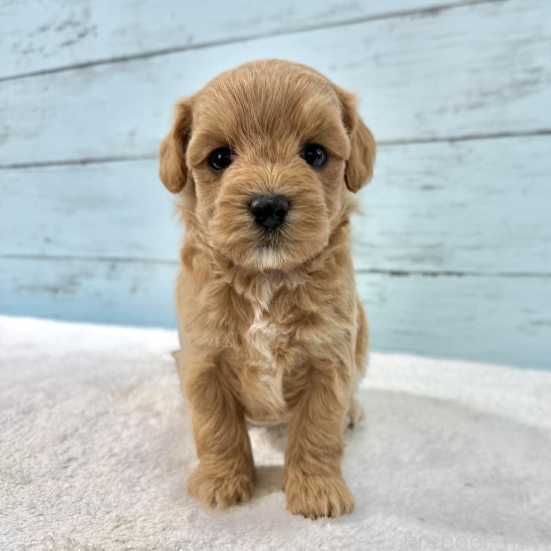 販売中の千葉県のマルプー:マルチーズ×トイプードル-447039の8枚目