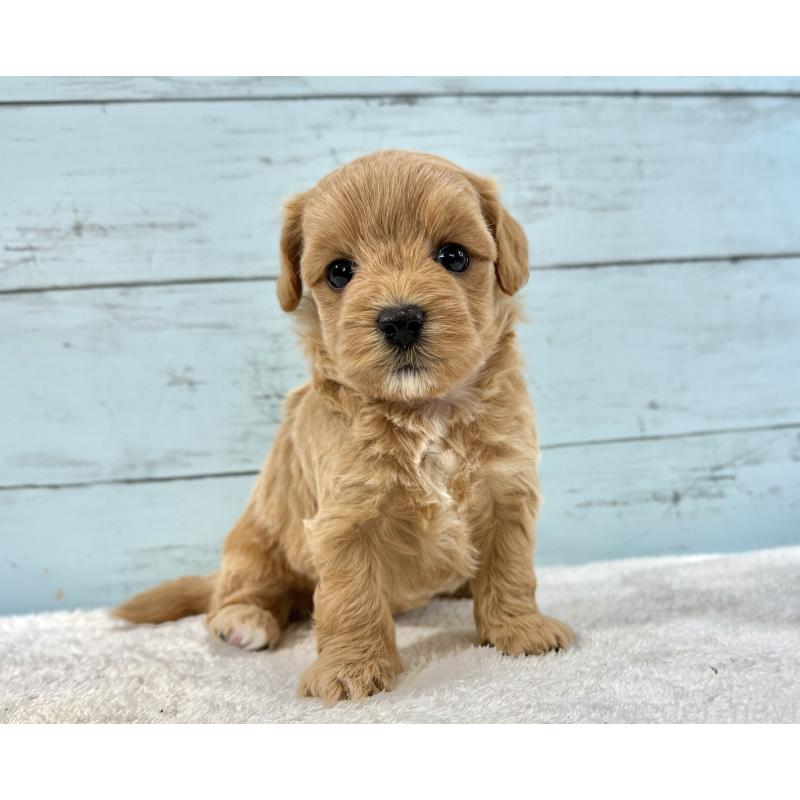 販売中の千葉県のマルプー:マルチーズ×トイプードル-447039の4枚目