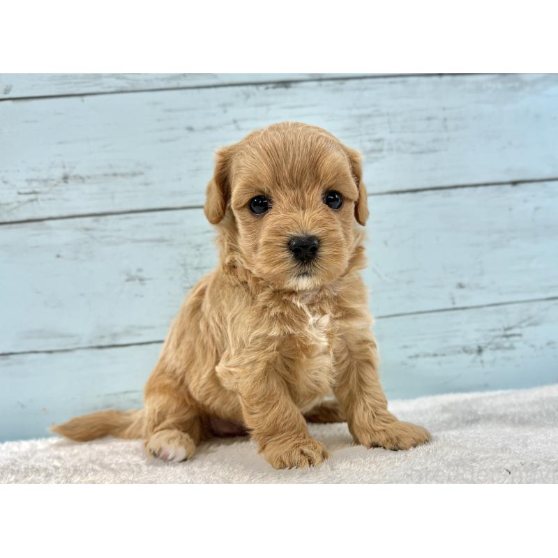 販売中の千葉県のマルプー:マルチーズ×トイプードル-447039の3枚目