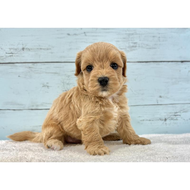 販売中の千葉県のマルプー:マルチーズ×トイプードル-447039の2枚目