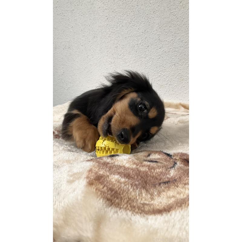 販売中の沖縄県のカニンヘンダックスフンド(ロングヘアード)-438228の3枚目