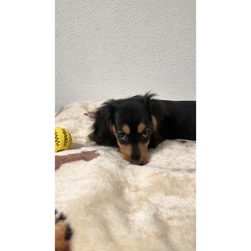 販売中の沖縄県のカニンヘンダックスフンド(ロングヘアード)-438228の2枚目