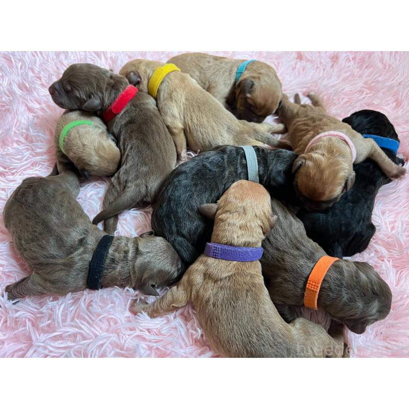 販売中の愛知県のアメリカンピットブルテリア-447038の2枚目