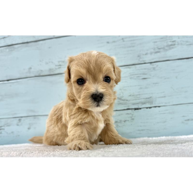 販売中の千葉県のマルプー:マルチーズ×トイプードル-447040の14枚目