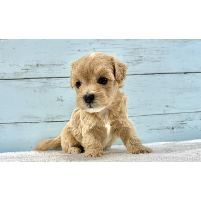 販売中の千葉県のマルプー:マルチーズ×トイプードル-447040の12枚目