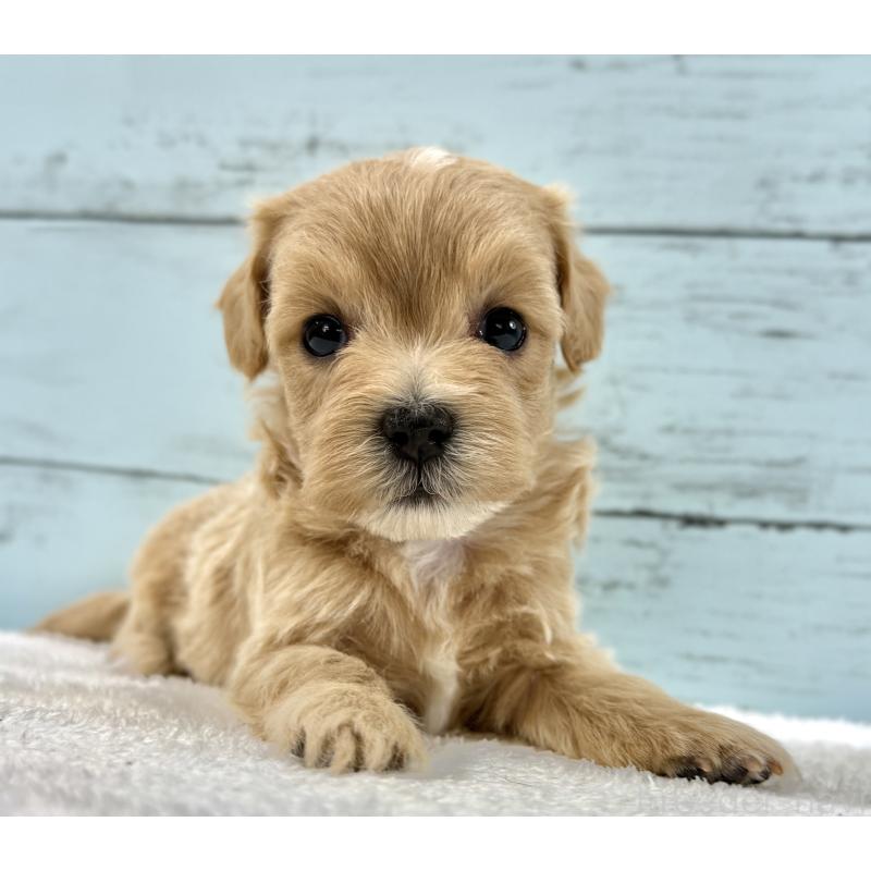 販売中の千葉県のマルプー:マルチーズ×トイプードル-447040の10枚目