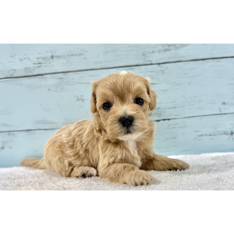 販売中の千葉県のマルプー:マルチーズ×トイプードル-447040の9枚目