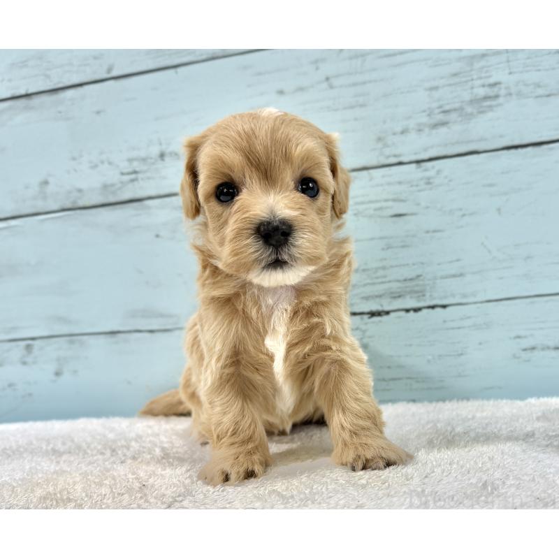 販売中の千葉県のマルプー:マルチーズ×トイプードル-447040の8枚目