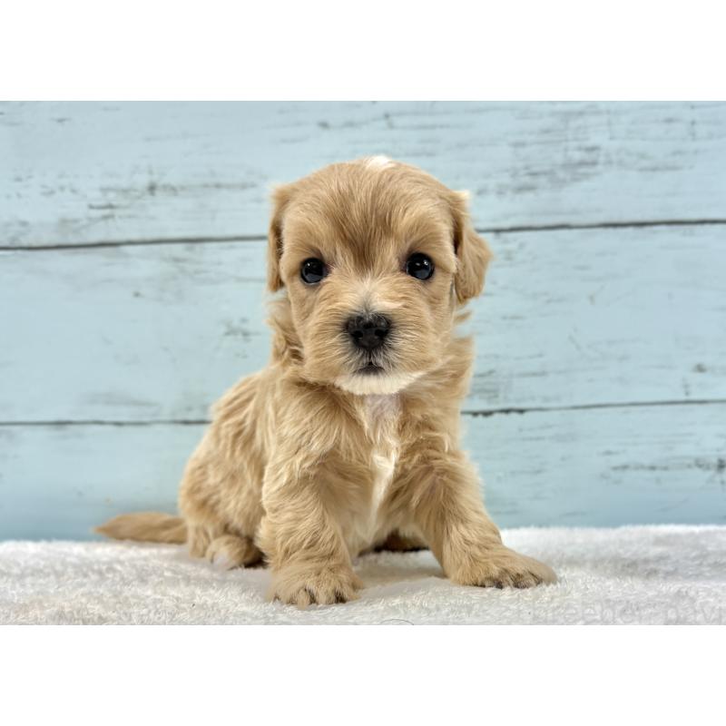 販売中の千葉県のマルプー:マルチーズ×トイプードル-447040の7枚目